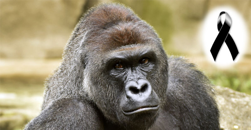El hermoso gorila Harambe